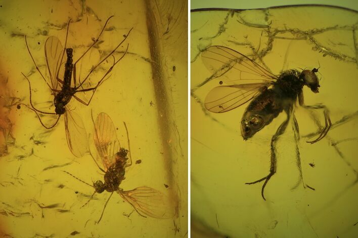 Detailed Fossil Flies (Diptera) In Baltic Amber #81805